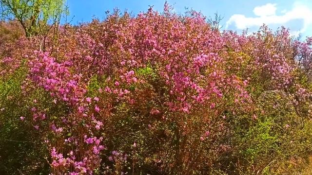 Алтайская "сакура". Все горы в роскошных цветах. Прямо сейчас цветение маральника. смотреть онлайн