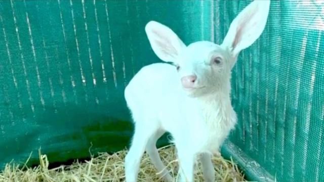 На дороге лежало бездыханное белое тельце, водитель не смог проехать мимо, тем самым спас жизнь смотреть онлайн