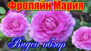 Обзор и описание розы Фройлен Мария  - Fraulein Maria (W. Kordes' Söhne, Германия, 2019)