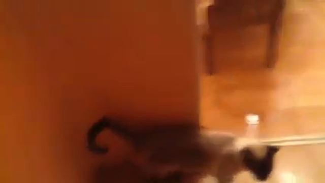 Смешные моменты 4 # мой кот дорога шатал смотреть онлайн