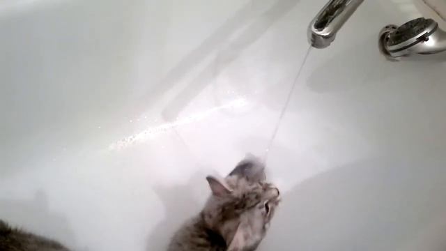 Котята пьют воду смотреть онлайн