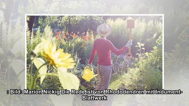 Oh, ihr Laubschönen смотреть онлайн