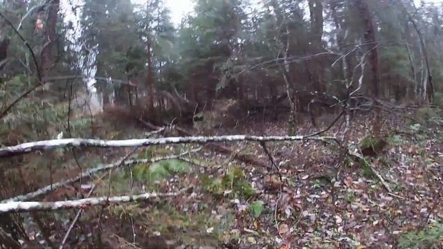 20 калибр! Осенний лес))! Два пернатых и сохатый!!! смотреть онлайн