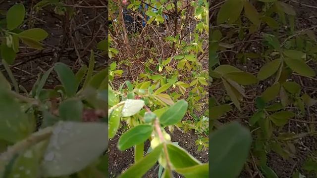 Как получить хороший урожай жимолости смотреть онлайн