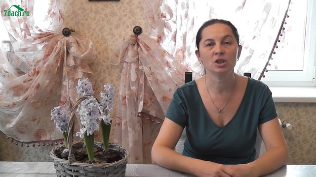 ? Выгонка гиацинтов - 7 дач смотреть онлайн