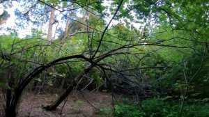 Лисята в Кузьминском парке.2021 г