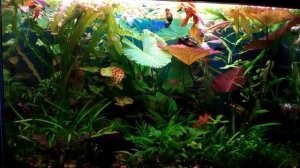 Нимфеи в моём аквариуме.