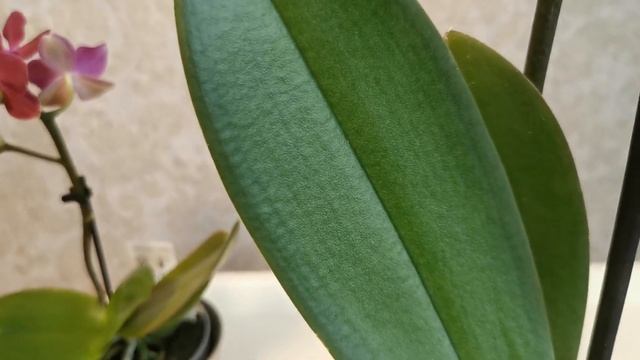 Прилетела в гости бабочка?... Орхидея Пурпурное крыло ?