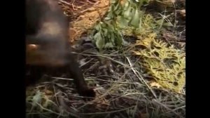 КУНИЦА В КУРЯТНИКЕ. Куница в деле!  против зайцев,  белок, мышей, кошек и обезьяны!