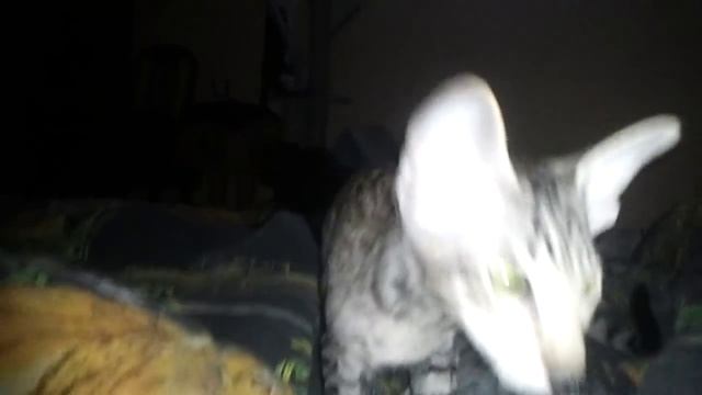 Черный пятнистый орик красафффчик смотреть онлайн