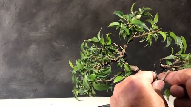 Boring Plant bend radically to a nice little ficus bonsai tree. ( turn on english subtitles ) смотреть онлайн