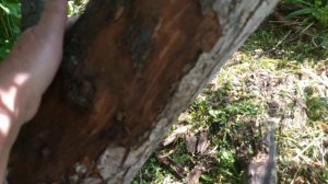 Лечение коры старой, яблони.