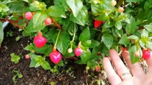 Фуксия в открытом грунте!