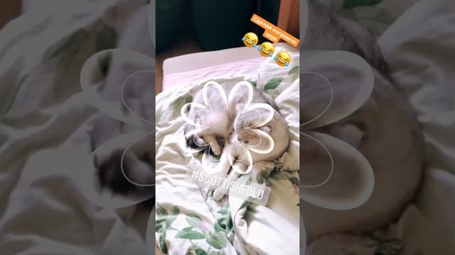 ГОВОРЯЩАЯ КОШКА ДЖЕССИКА))) Шотландская шиншилла смотреть онлайн