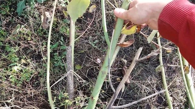 Гибискус травянистый пересадка смотреть онлайн