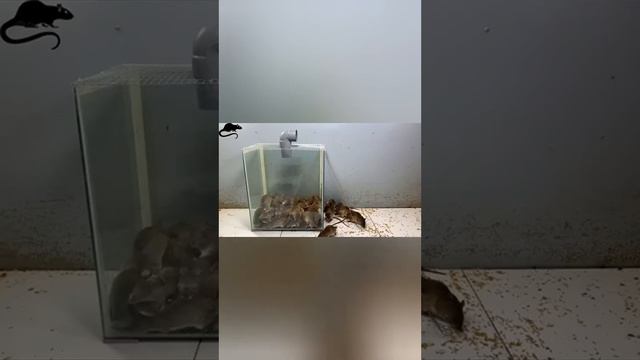 вот так надо поймать крисуу!! смотреть онлайн