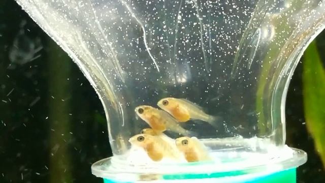 Еллоу мальки 17дней) смотреть онлайн