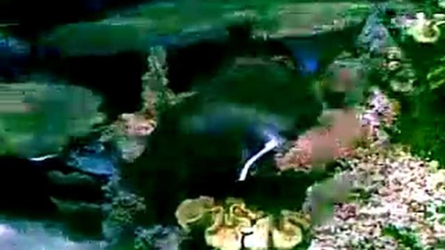 CHICAGO. SHEDD AQUARIUM. Чикаго. Аквариум. смотреть онлайн