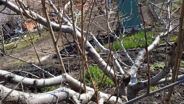 Обрезка персика весной. Камедь. Формировка кроны персика. смотреть онлайн