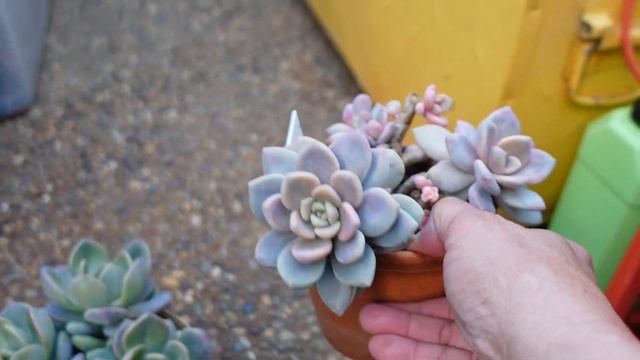 Echeveria Whimsy UPDATE August 16, 2021 // Growing Succulents with LizK смотреть онлайн