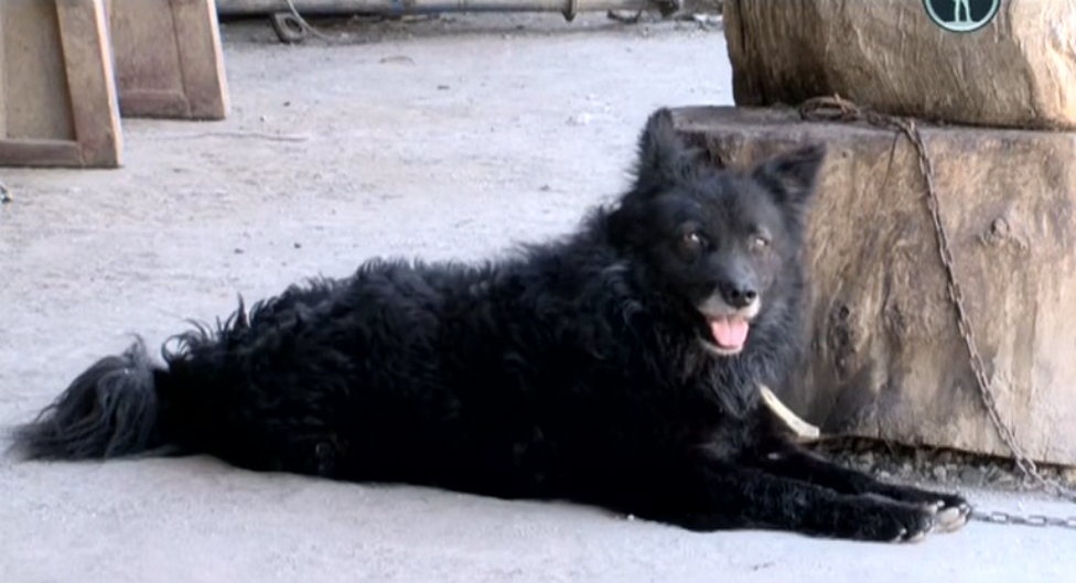 Serbian Lowland Sheepdog