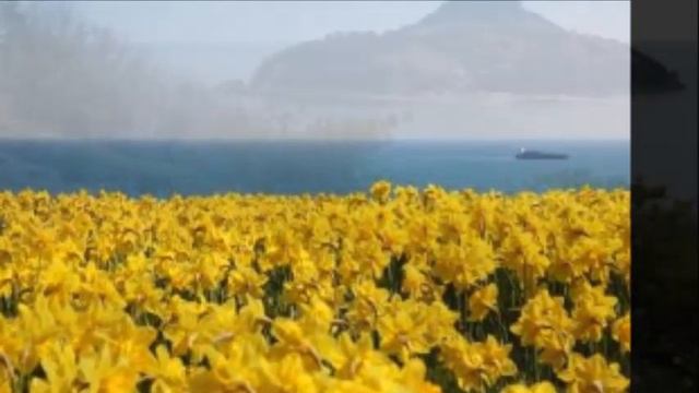 수선화(水仙花) / 트럼펫 연주 chy / 한국가곡/김동명 詩 / 김동진 曲 смотреть онлайн