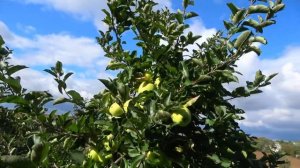 Японский сорт яблони МУТСУ