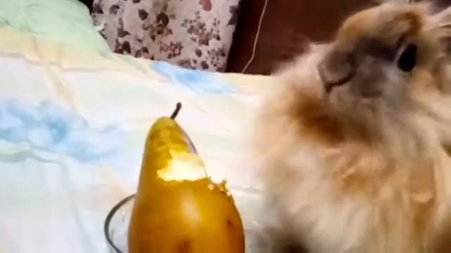 Зайка кушает грушу? смотреть онлайн
