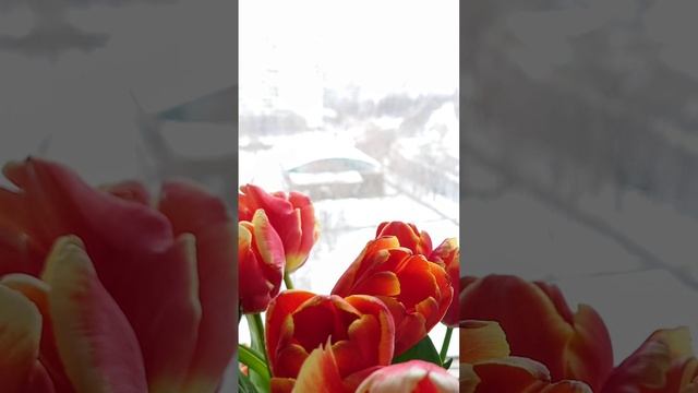 Тюльпаны на фоне заснеженной улицы смотреть онлайн