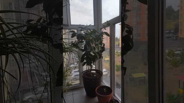 ГДЕ РАСТУТ МАНДАРИНЫ, ОТКУДА ОНИ ВЗЯЛИСЬ И ГДЕ МАНДАРИНЫ НЕ РАСТУТ смотреть онлайн