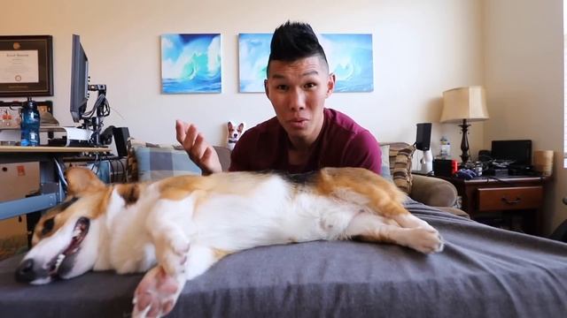 Want a Corgi Puppy? Things to Know! || Extra After College смотреть онлайн