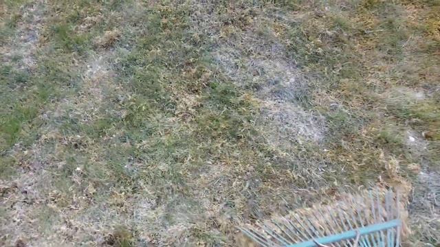 Борьба с плесенью на дачном газоне. смотреть онлайн