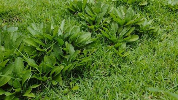 Rosa menina...Little white pet rose