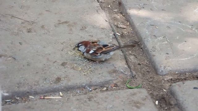 EOS 650D + Tamron AF 18-270mm F/3,5-6,3 Di II VC PZD Video Test