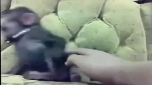 Животные издают человеческие звуки(Приколы с животными) смотреть онлайн