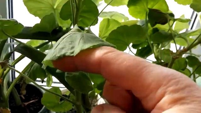 Содержание и полив растений. Цветы зимуют на даче. Обзор. смотреть онлайн