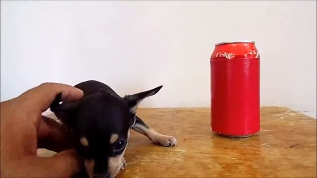 Chihuahua Golondrina Tacita en Venta - Llevatela a Meses sin intereses смотреть онлайн