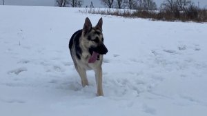 ОТ ЩЕНКА ДО ВЗРОСЛОЙ МАМЫ . Восточно-европейская овчарка Гера . ВЕО Украина .