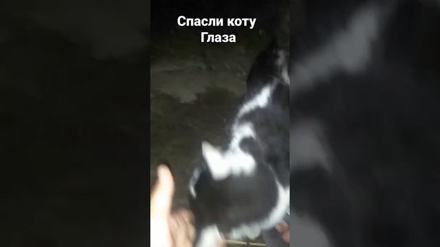 СПАСЛИ ГЛАЗ КОТУ. Маленький колосок чуть не лишил кота зрения смотреть онлайн