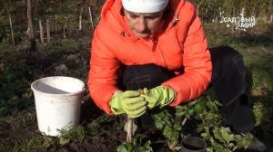 Посадка лука севка. Сайт «Садовый мир»