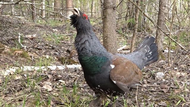 Редчайший случай на глухарином току. смотреть онлайн