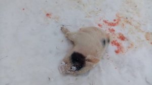 Свиноматка ест своих месячных поросят(((