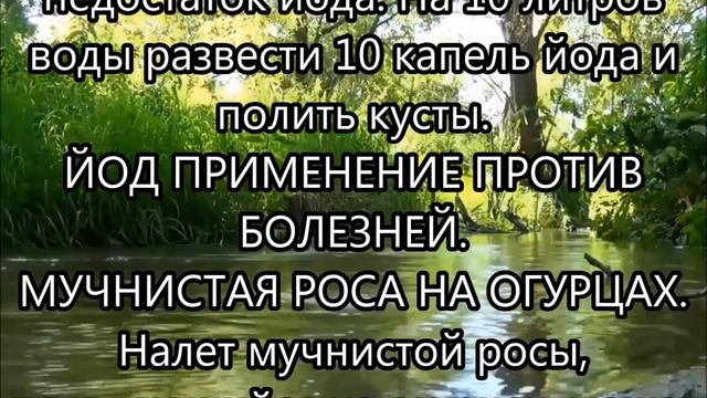 Одна капля йода, и ты не узнаешь свой огород! Против фитофтороза, мучнистой росы и вредителей смотреть онлайн