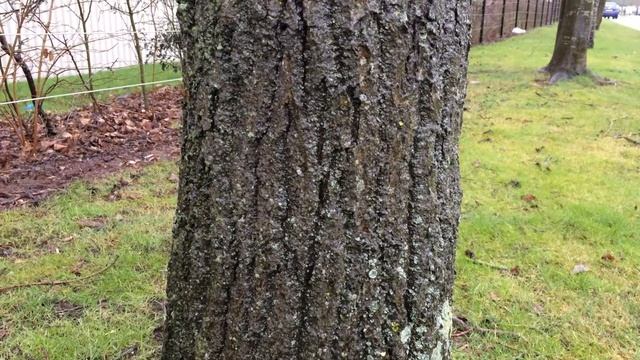 Sessile oak (Quercus petraea) - trunk close up - March 2018 смотреть онлайн