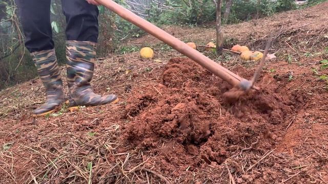 Expand The Farm Area To Grow Sweet Potatoes, A Food Source For Pigs And Chickens