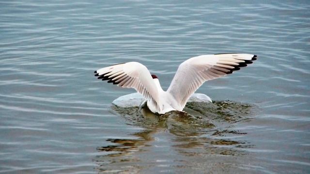 Море, солнце и чайки смотреть онлайн