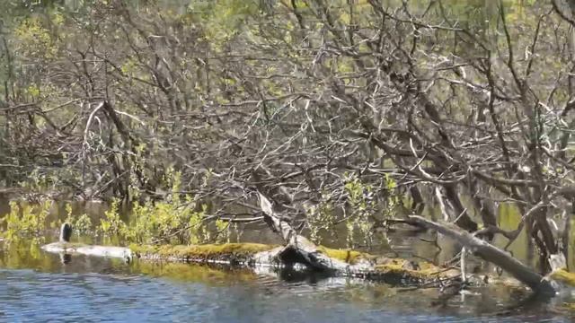 На байдарке по Ройка. Водный поход и находки. смотреть онлайн