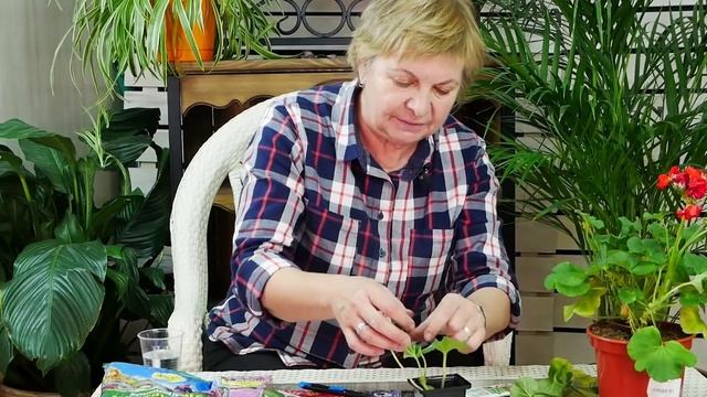 Как размножить герань? ? Размножение семенами и черенкование ? Мастер класс ? Акция hitsad.ru смотреть онлайн