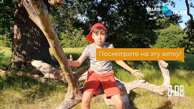 Дерево по Английски – Словарный запас – Онлайн-курс английского смотреть онлайн