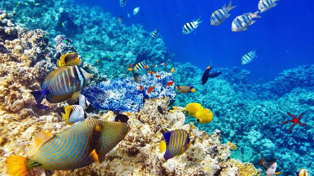Underwater World Ocean Fish Coral Reef | 4K Wallpapers (Free Download Link) смотреть онлайн